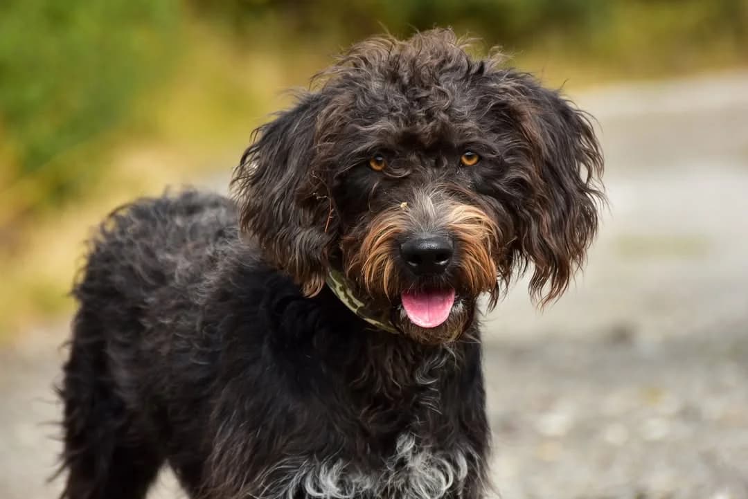 Duncan, male Mixed Breed for adoption at ÚVP Košice