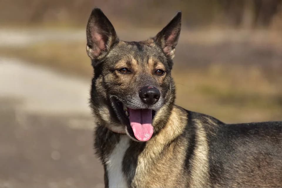 Džedaj, Mixed Breed (ÚVP Košice)