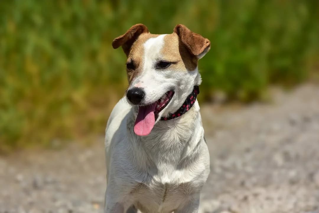 Elsie, female Mixed Breed for adoption at ÚVP Košice