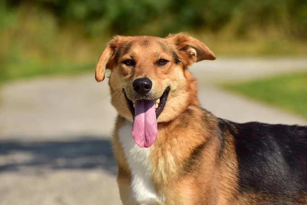 Emil, Mixed Breed (ÚVP Košice)