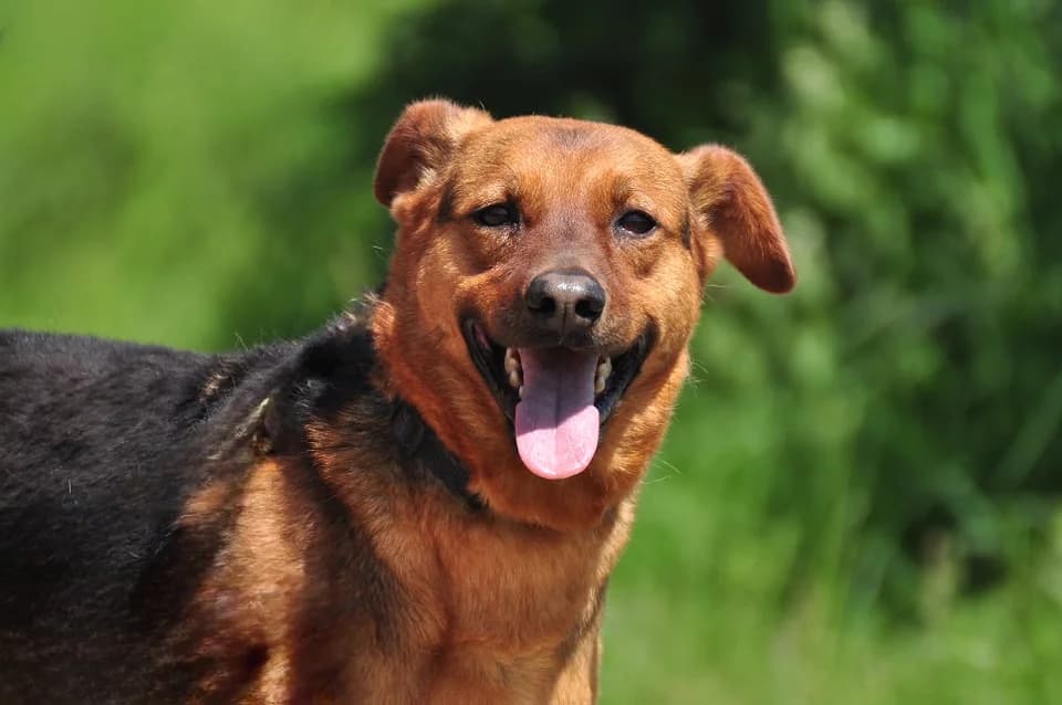 Enzo, Mixed Breed (ÚVP Košice)