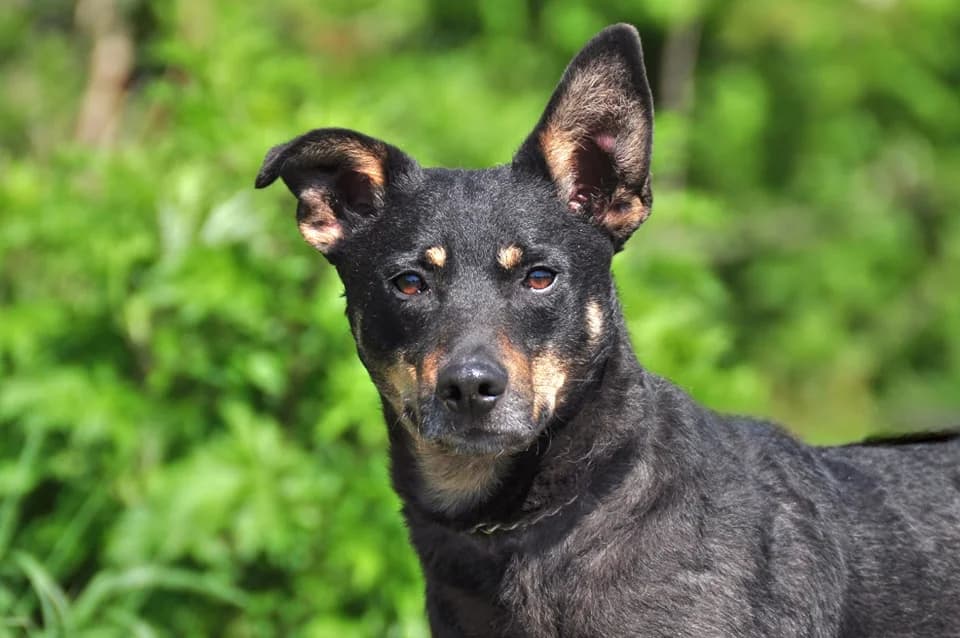 Forest, male Mixed Breed for adoption at ÚVP Košice