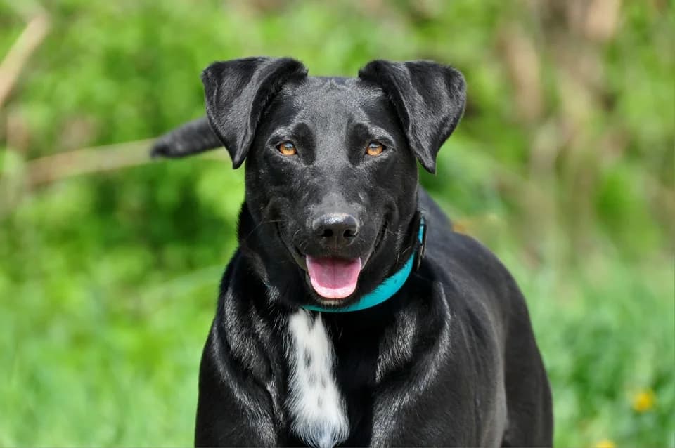 Freddie, male Mixed Breed for adoption at ÚVP Košice