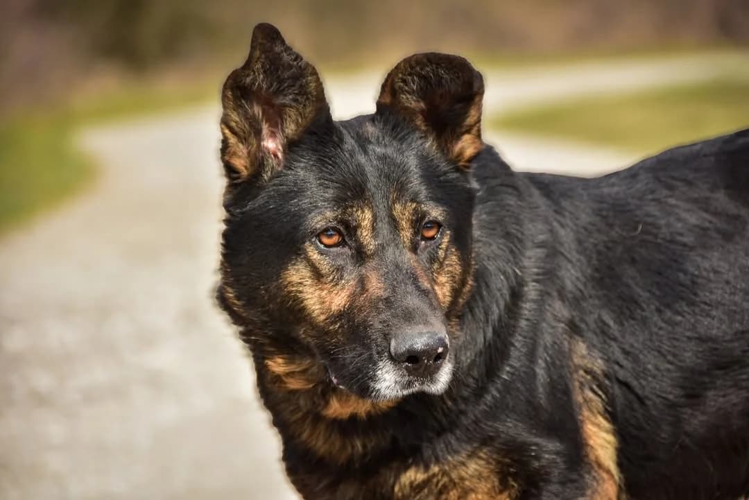 Freya, Mixed Breed (ÚVP Košice)