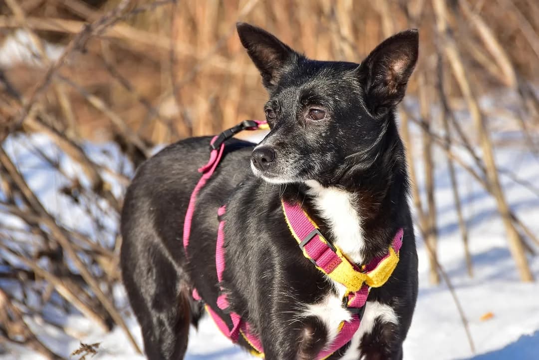 Georgina, Mixed Breed (ÚVP Košice)