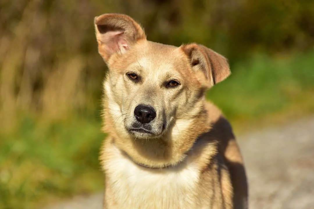 Ginny, Mixed Breed (ÚVP Košice)