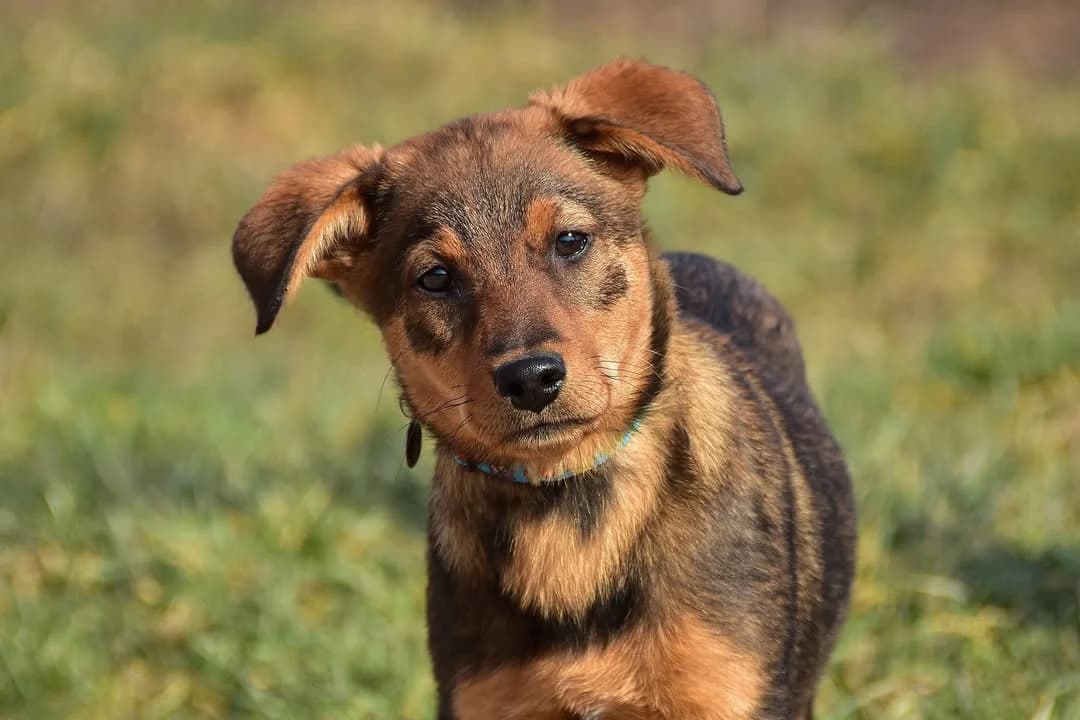 Grétka, Mixed Breed (ÚVP Košice)