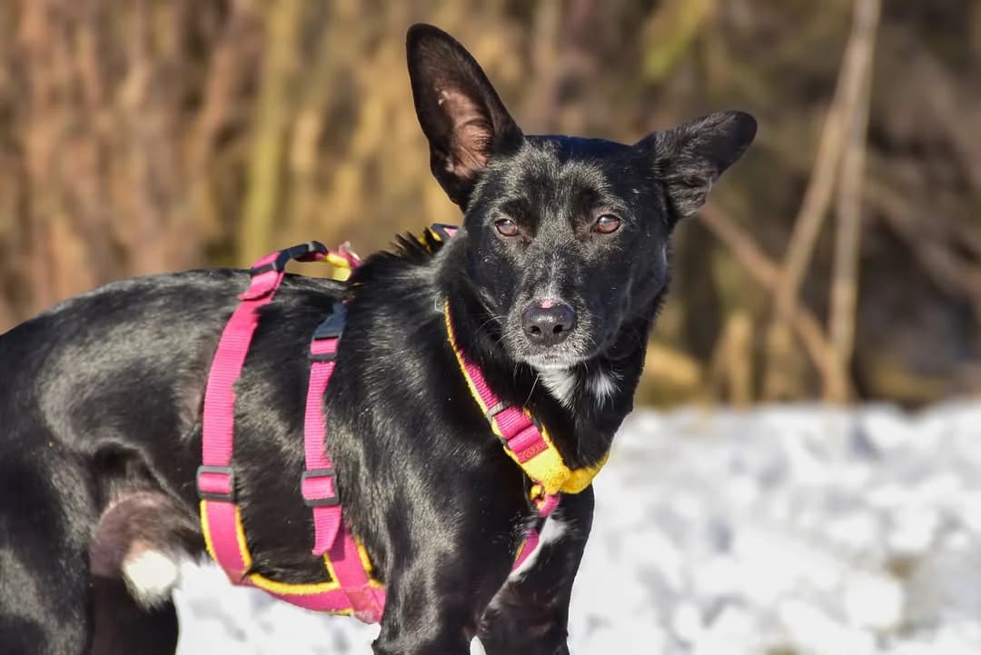 Grey, Mixed Breed (ÚVP Košice)