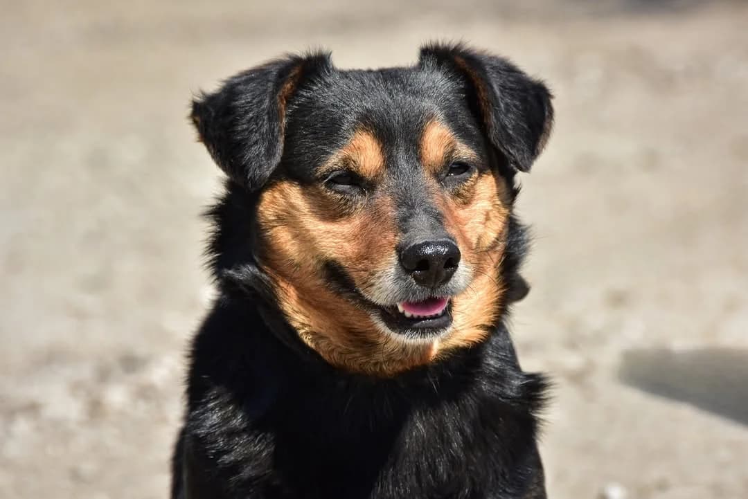 Grif, Mixed Breed (ÚVP Košice)