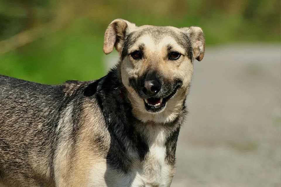 Hant, male Mixed Breed for adoption at ÚVP Košice