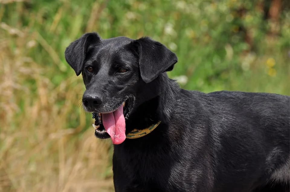 Harley, Mixed Breed (ÚVP Košice)