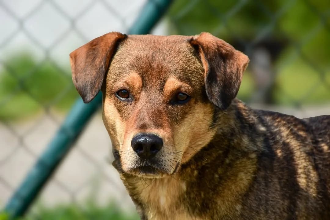 Herold, male Mixed Breed for adoption at ÚVP Košice