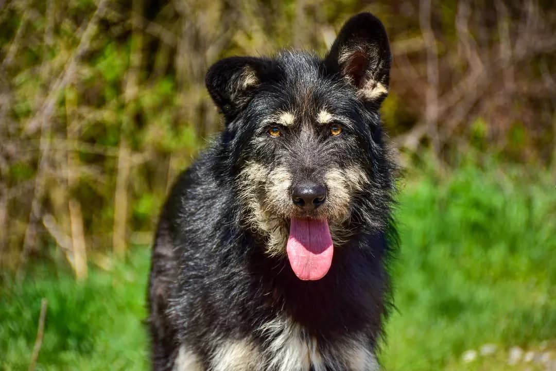 Hugo, Mixed Breed (ÚVP Košice)