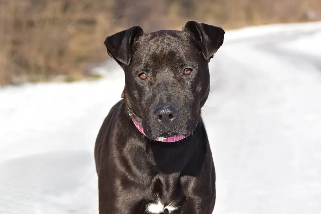 Hulk, Mixed Breed (ÚVP Košice)