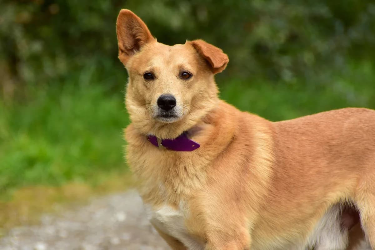 Jack, Mixed Breed (ÚVP Košice)