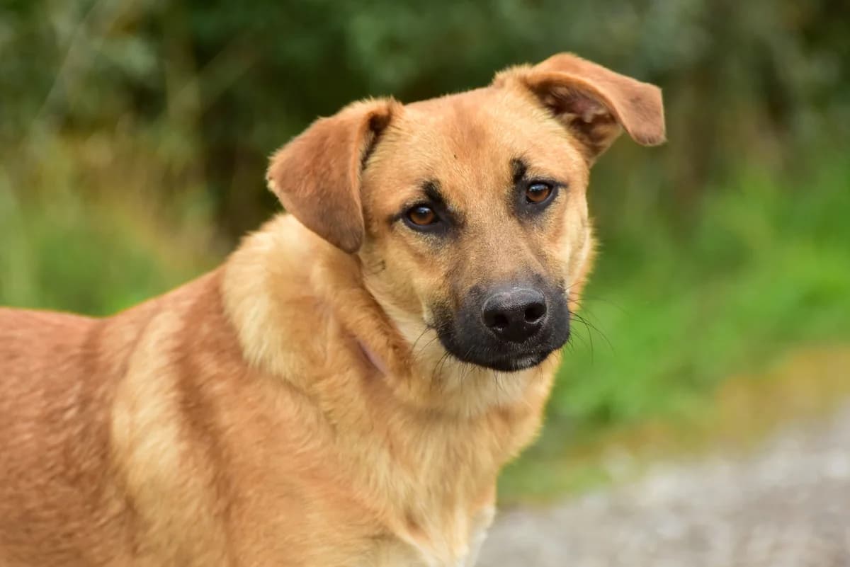 Jeff, Mixed Breed (ÚVP Košice)