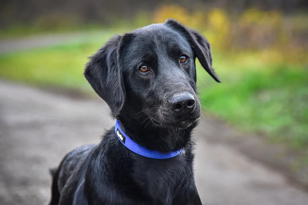 Jerry, Mixed Breed (ÚVP Košice)