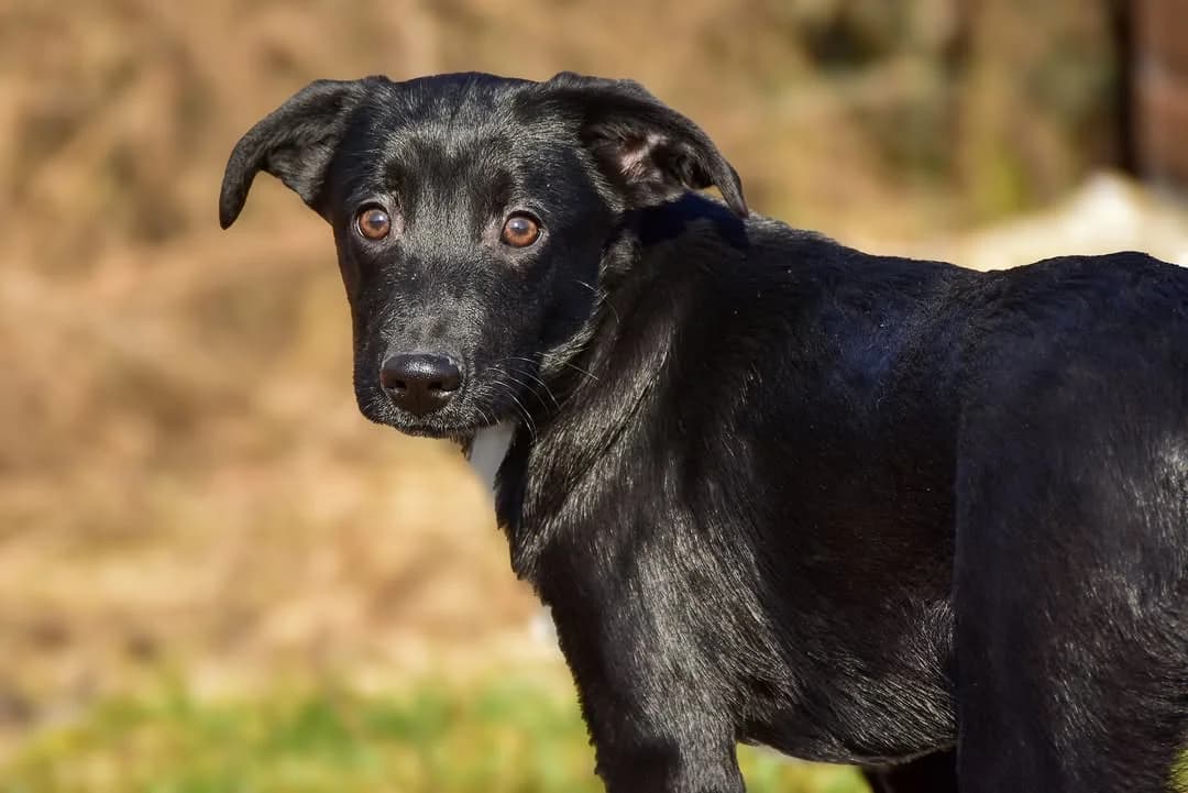 Jimmy, Mixed Breed (ÚVP Košice)
