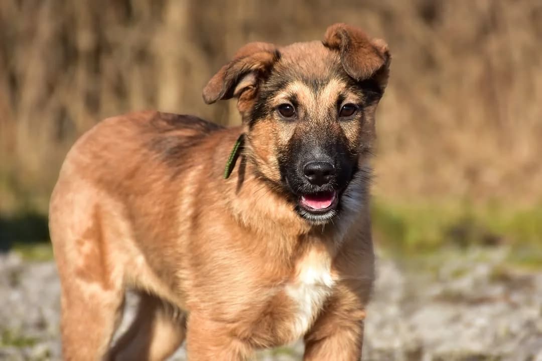 Joy, Mixed Breed (ÚVP Košice)