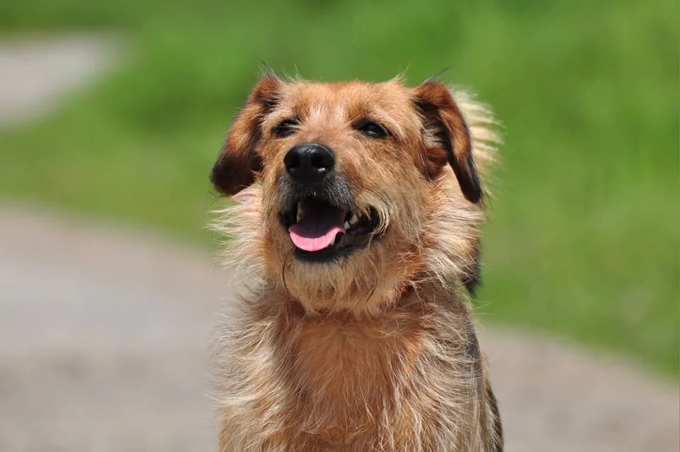 Kane, Mixed Breed (ÚVP Košice)