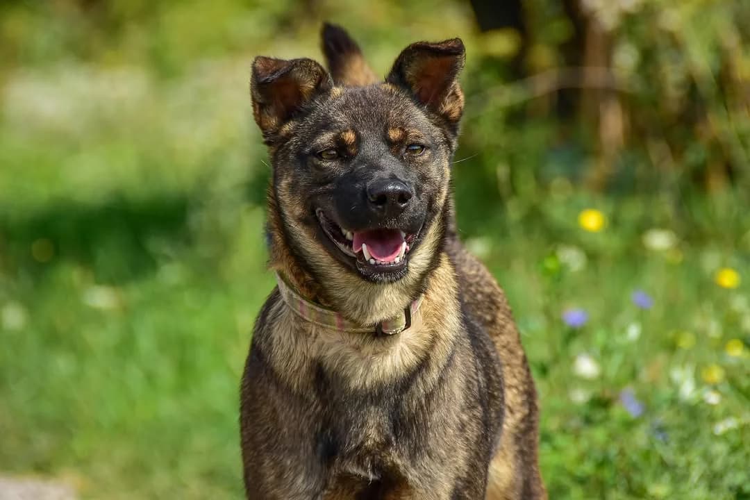 Karla, Mixed Breed (ÚVP Košice)