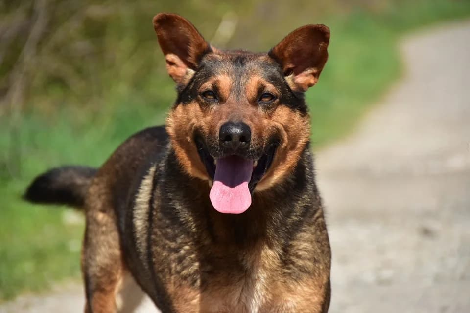 Karol, Mixed Breed (ÚVP Košice)