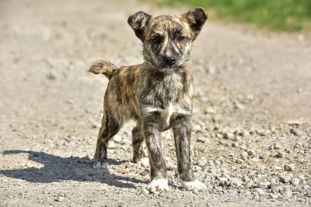 Kelly Rezervovaná, Mixed Breed (ÚVP Košice)