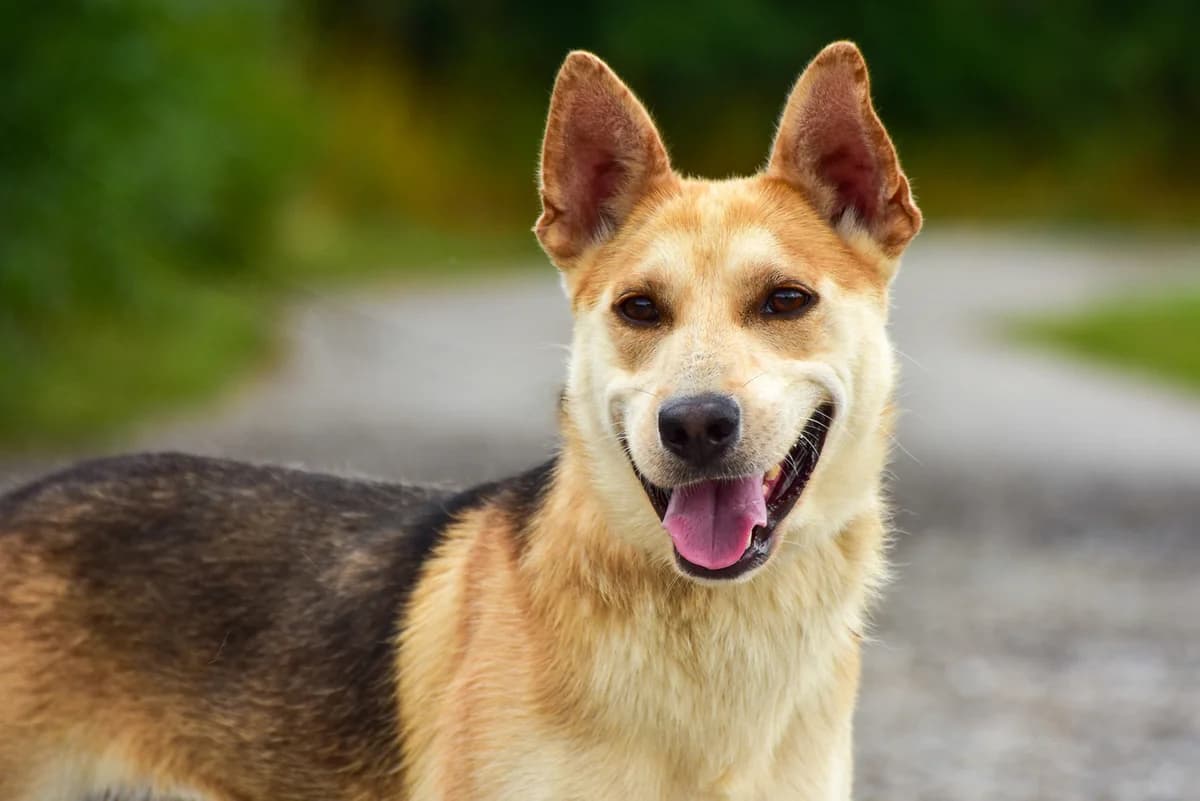 Kenny, Mixed Breed (ÚVP Košice)