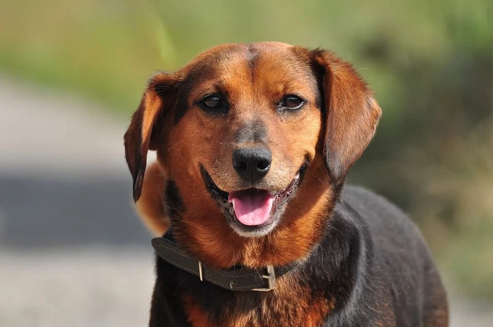 Klára, Mixed Breed (ÚVP Košice)
