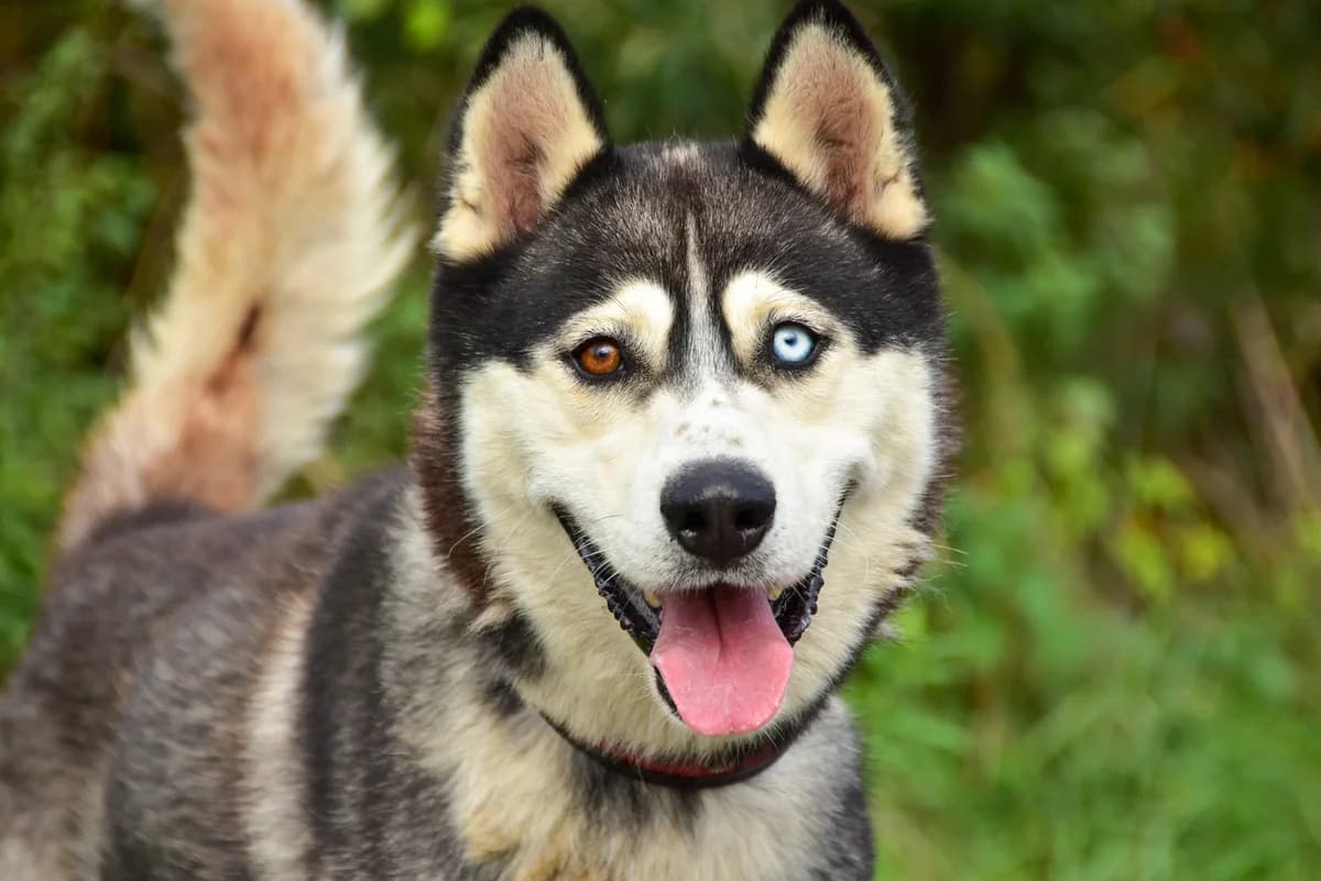 Koda, Mixed Breed (ÚVP Košice)
