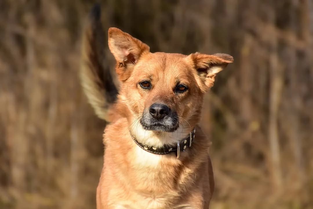 Kody, Mixed Breed (ÚVP Košice)