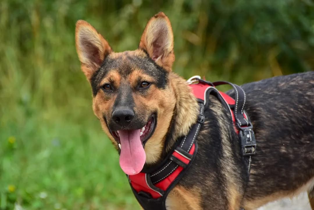 Kubko, Mixed Breed (ÚVP Košice)