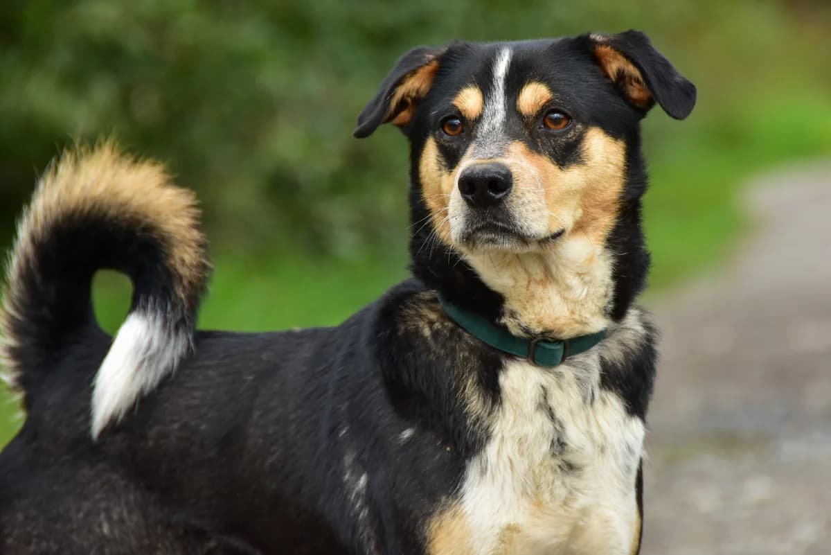Kuko, Mixed Breed (ÚVP Košice)