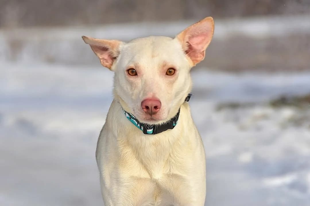 Kurt, Mixed Breed (ÚVP Košice)