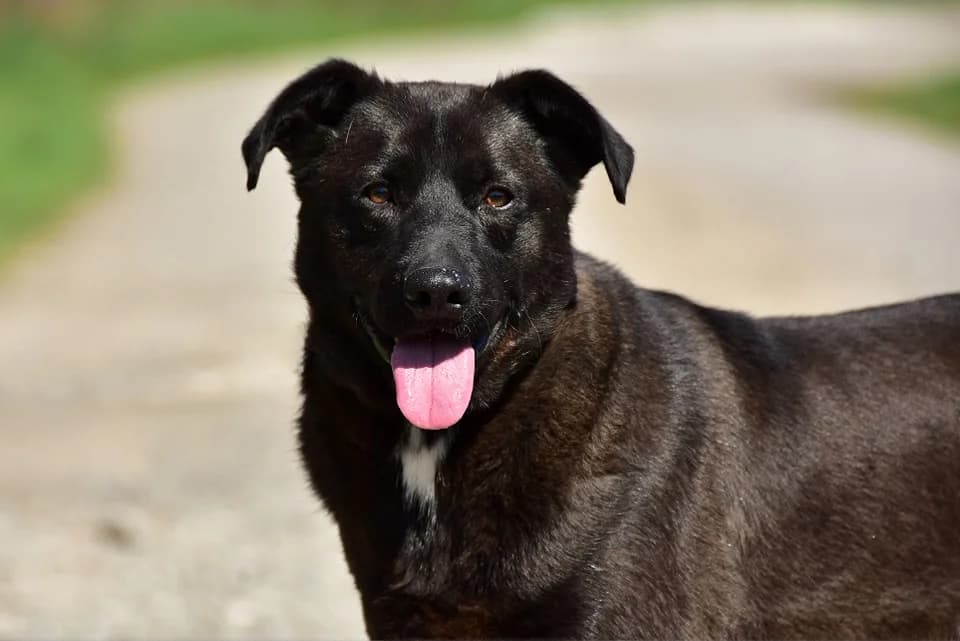 Laky, Mixed Breed (ÚVP Košice)