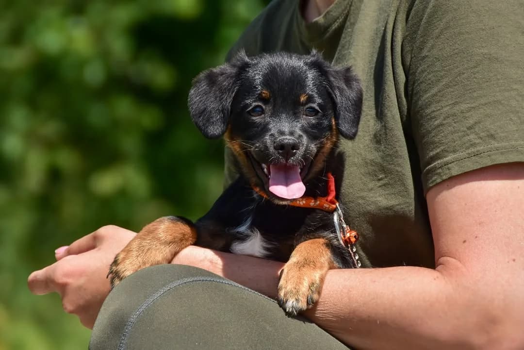 Lala, Mixed Breed (ÚVP Košice)