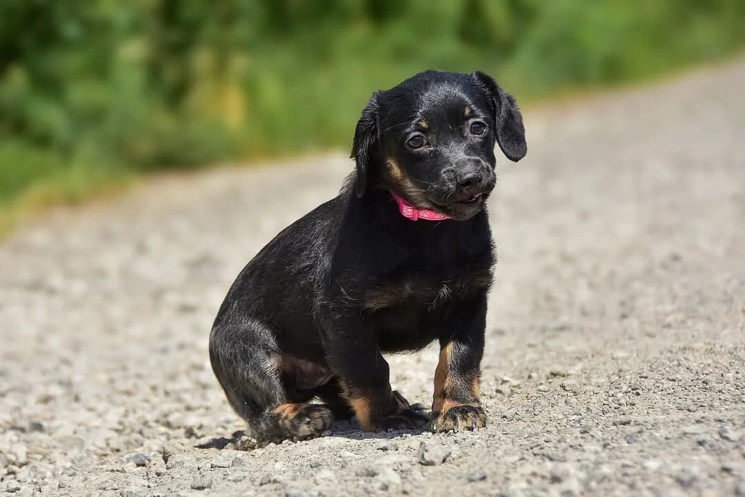 Lea Rezervovaná, Mixed Breed (ÚVP Košice)