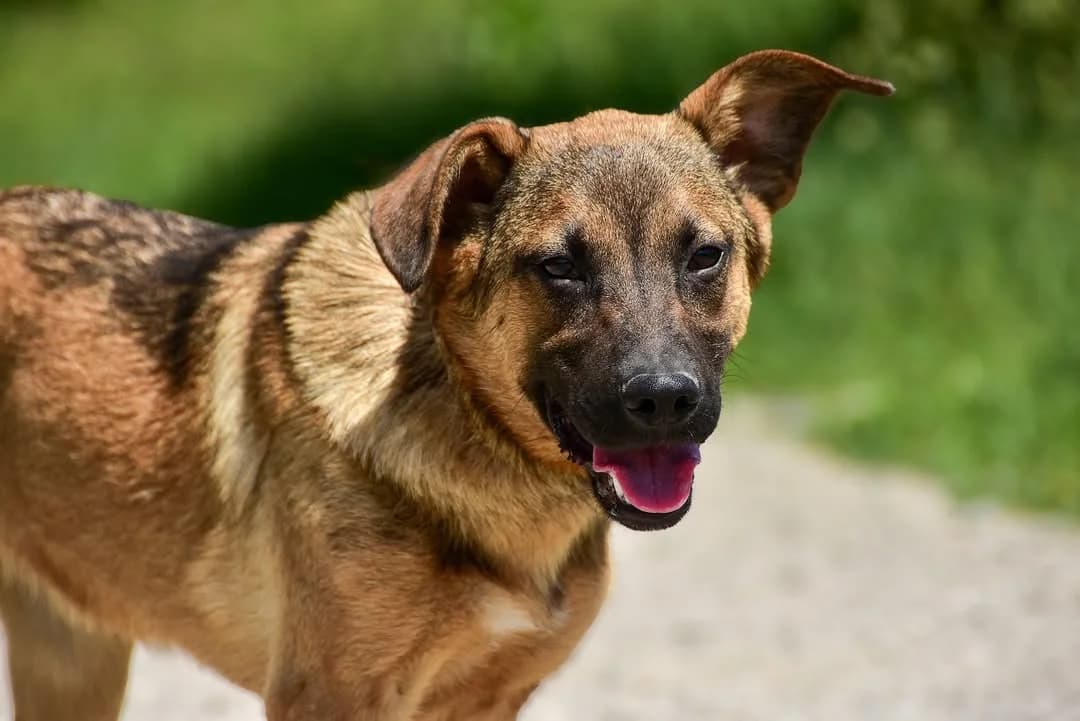 Leila, female Mixed Breed for adoption at ÚVP Košice