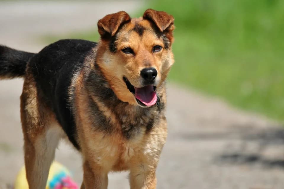Leo, Mixed Breed (ÚVP Košice)