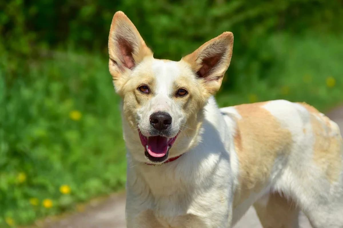 Leon, Mixed Breed (ÚVP Košice)