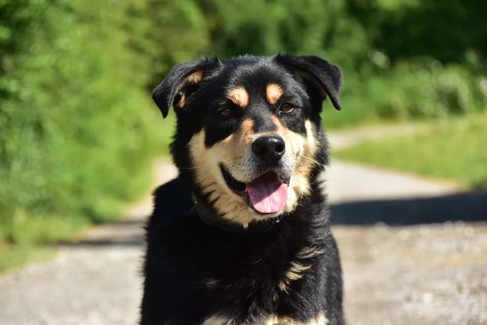 Lery, Mixed Breed (ÚVP Košice)