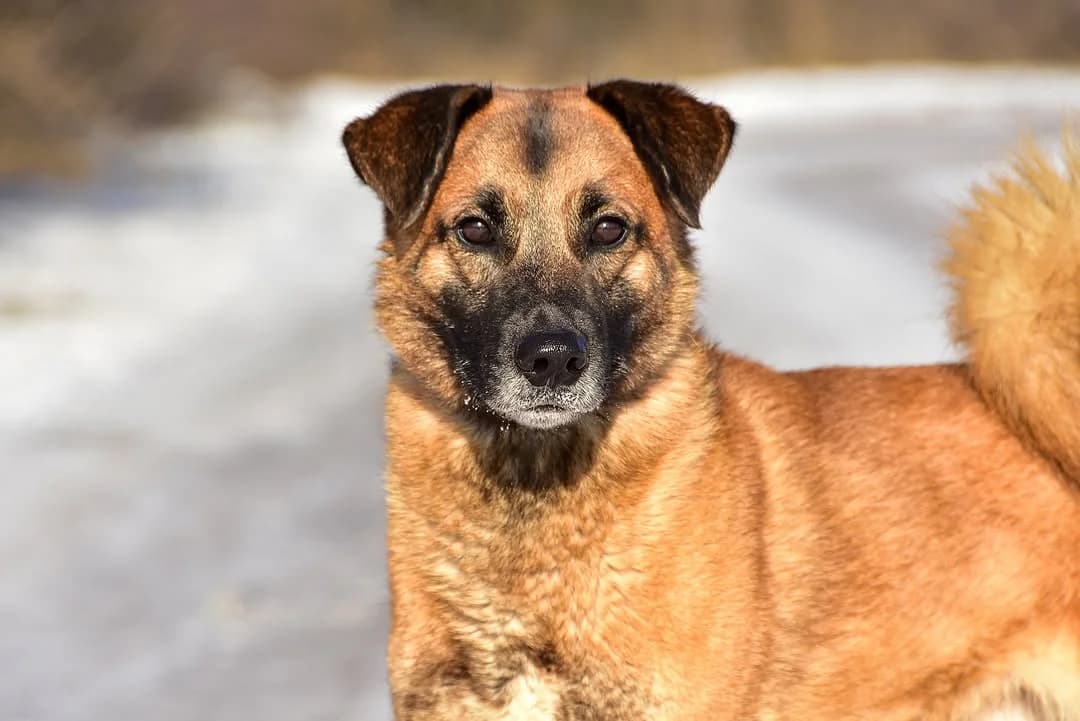 Lester, Mixed Breed (ÚVP Košice)