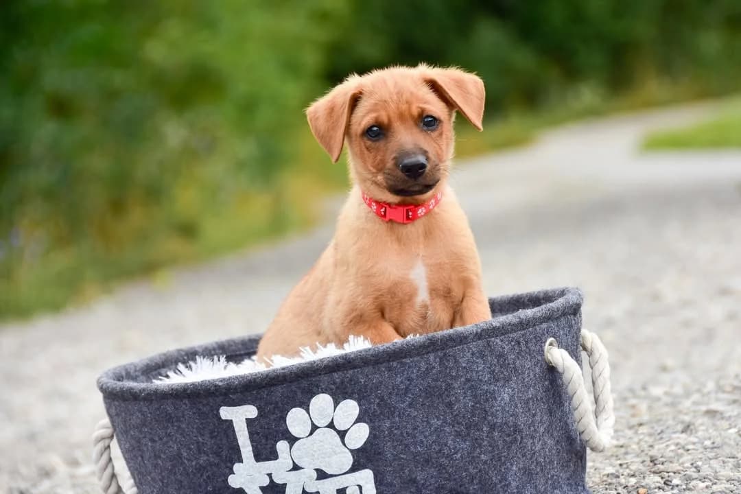 Lewis, male Mixed Breed for adoption at ÚVP Košice