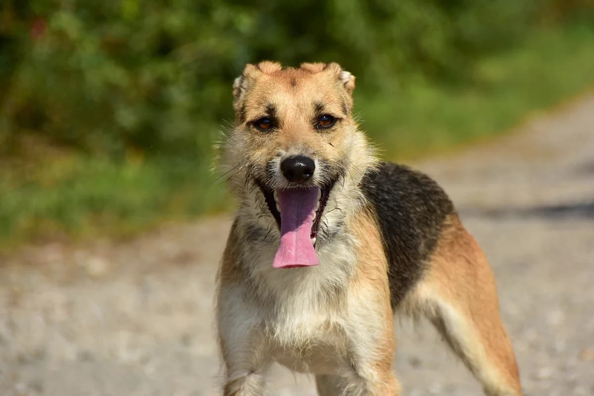 Linda, Mixed Breed (ÚVP Košice)