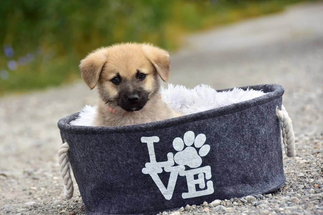 Liron, Mixed Breed (ÚVP Košice)