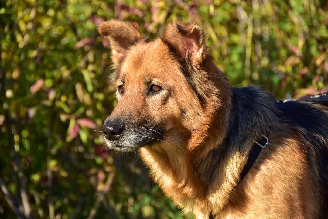 Líza, Mixed Breed (ÚVP Košice)