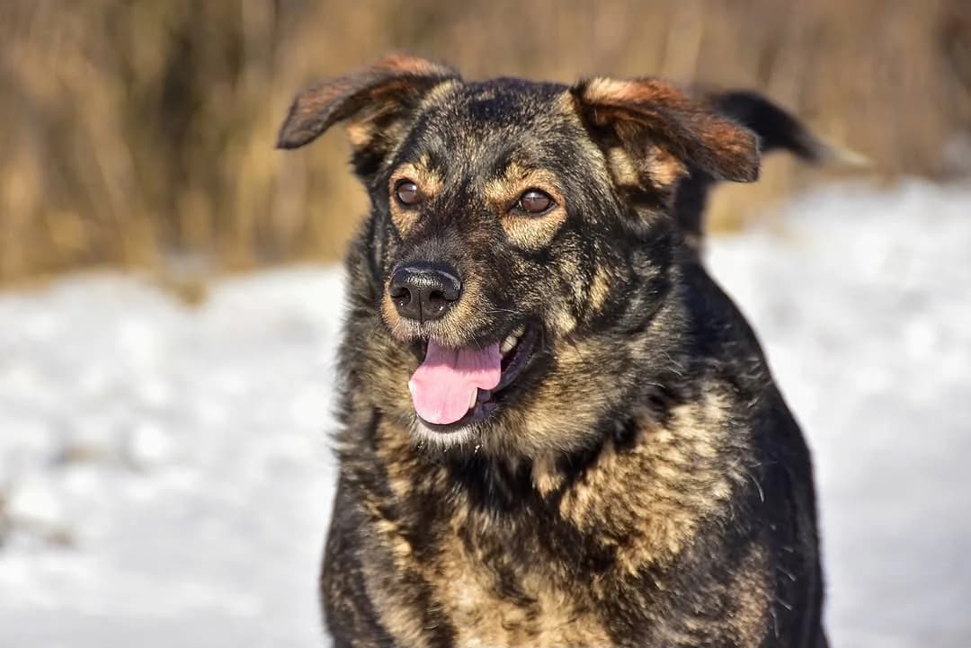 Lizzie, Mixed Breed (ÚVP Košice)