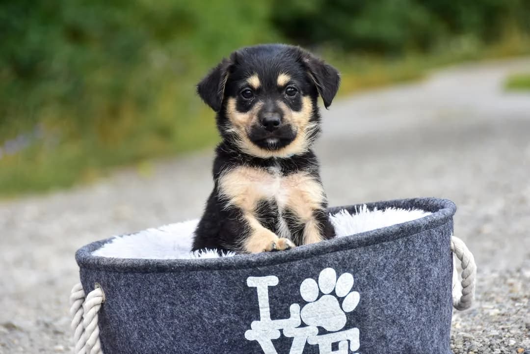 Logan, male Mixed Breed for adoption at ÚVP Košice