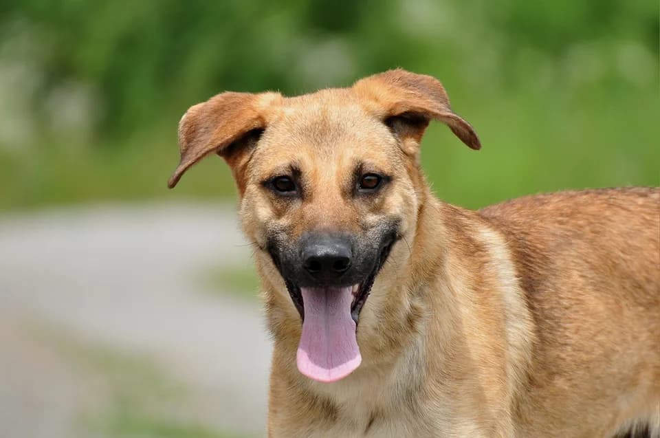 Loky, male Mixed Breed for adoption at ÚVP Košice