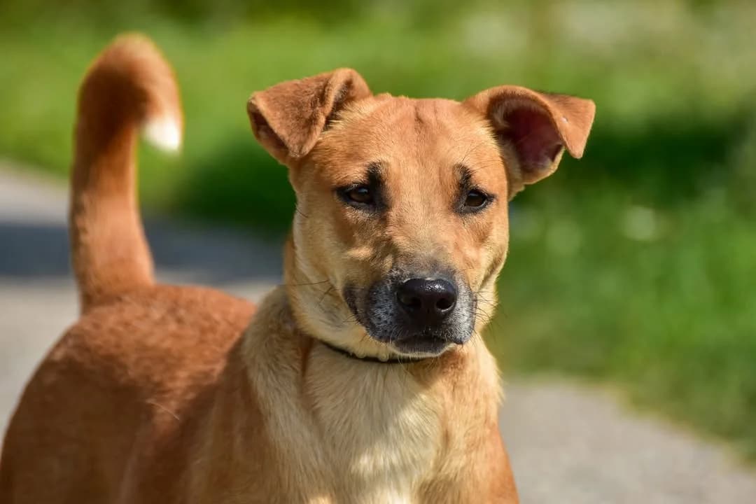 Lolly, Mixed Breed (ÚVP Košice)